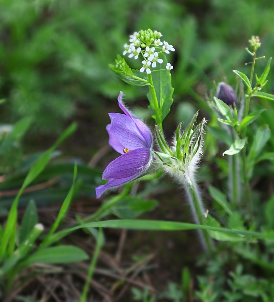 Anemone