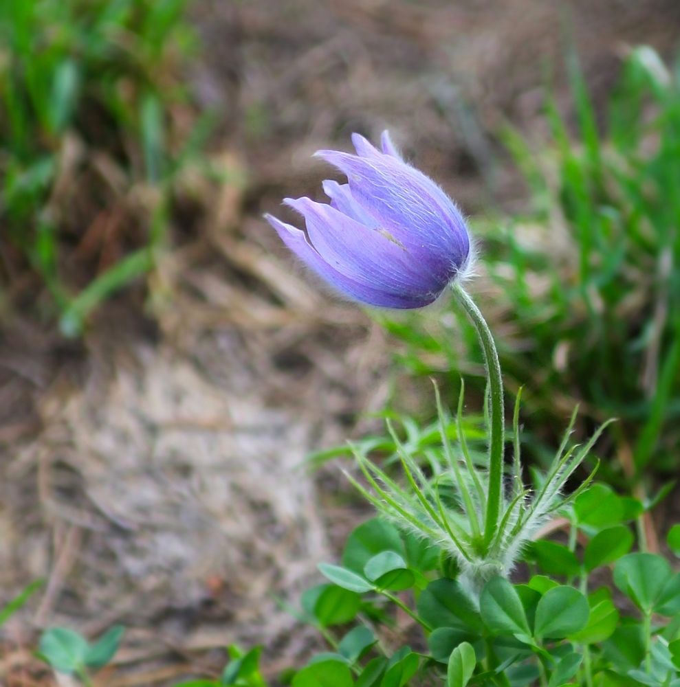 Anemone