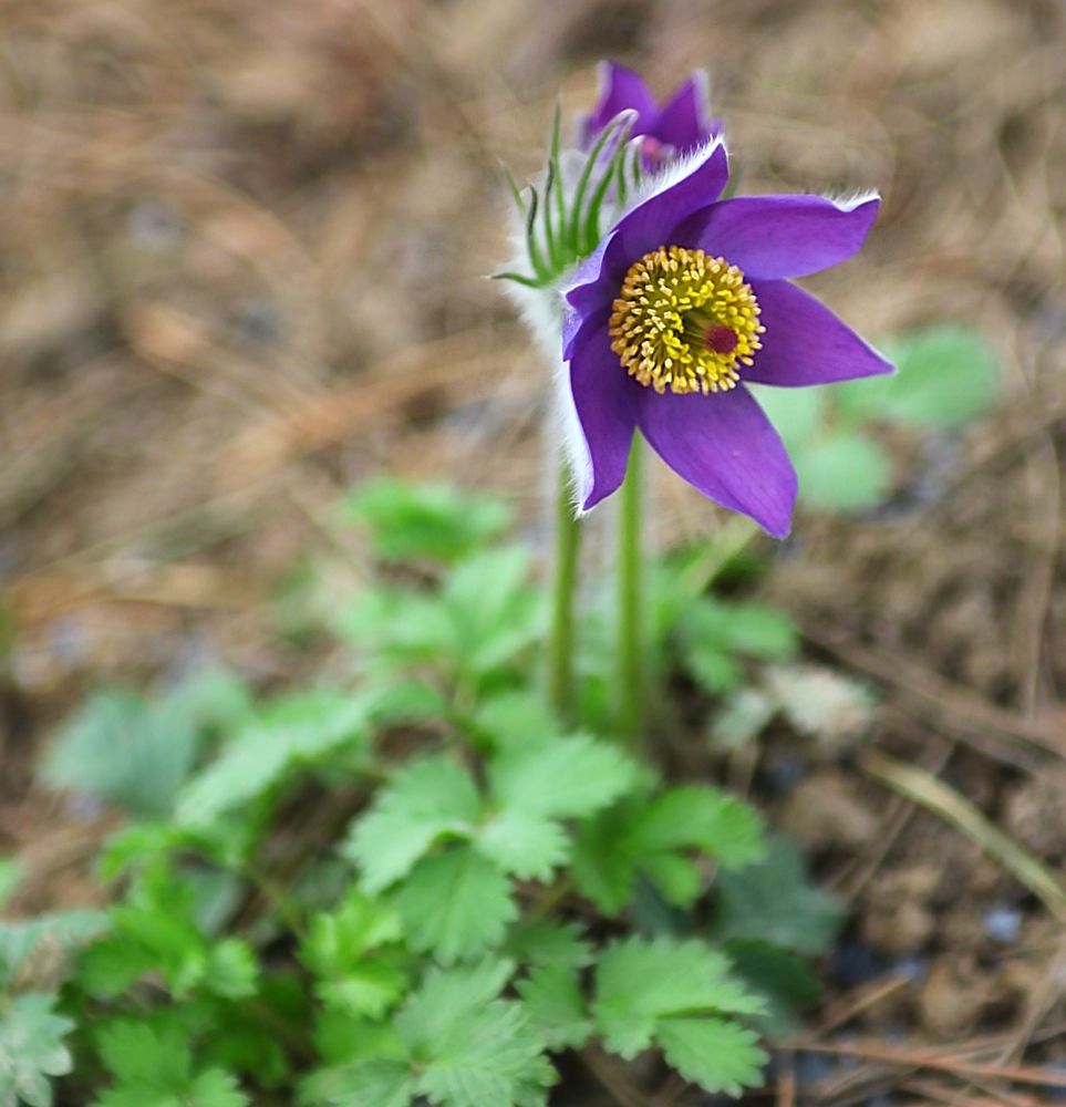 Anemone