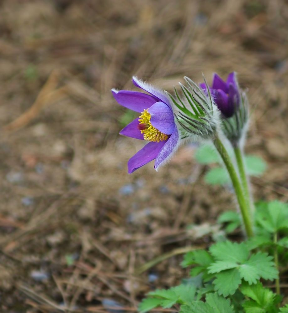 Anemone