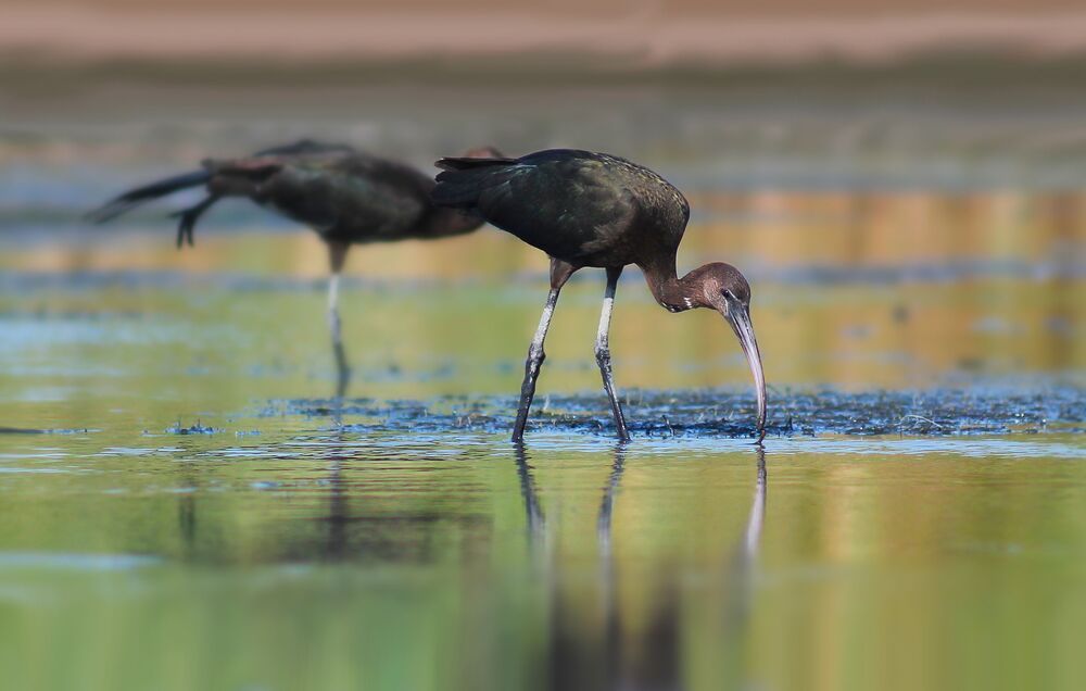 Каравайка.( Plegadis falcinellus)