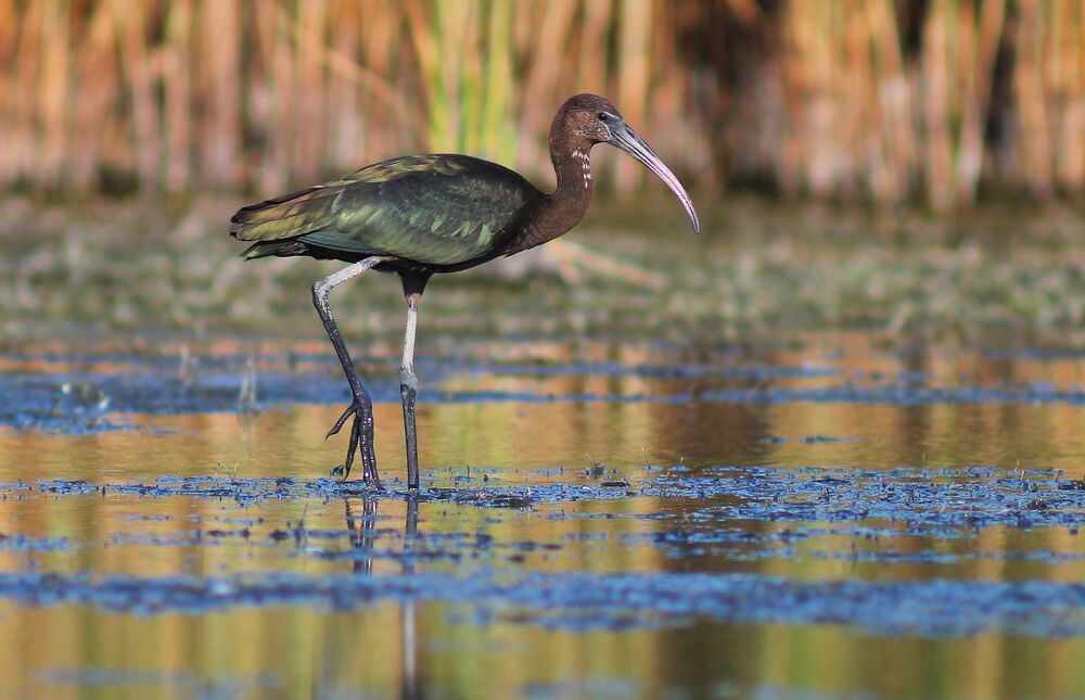 Каравайка.( Plegadis falcinellus)