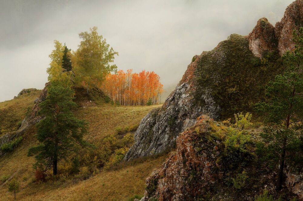 Осинки.