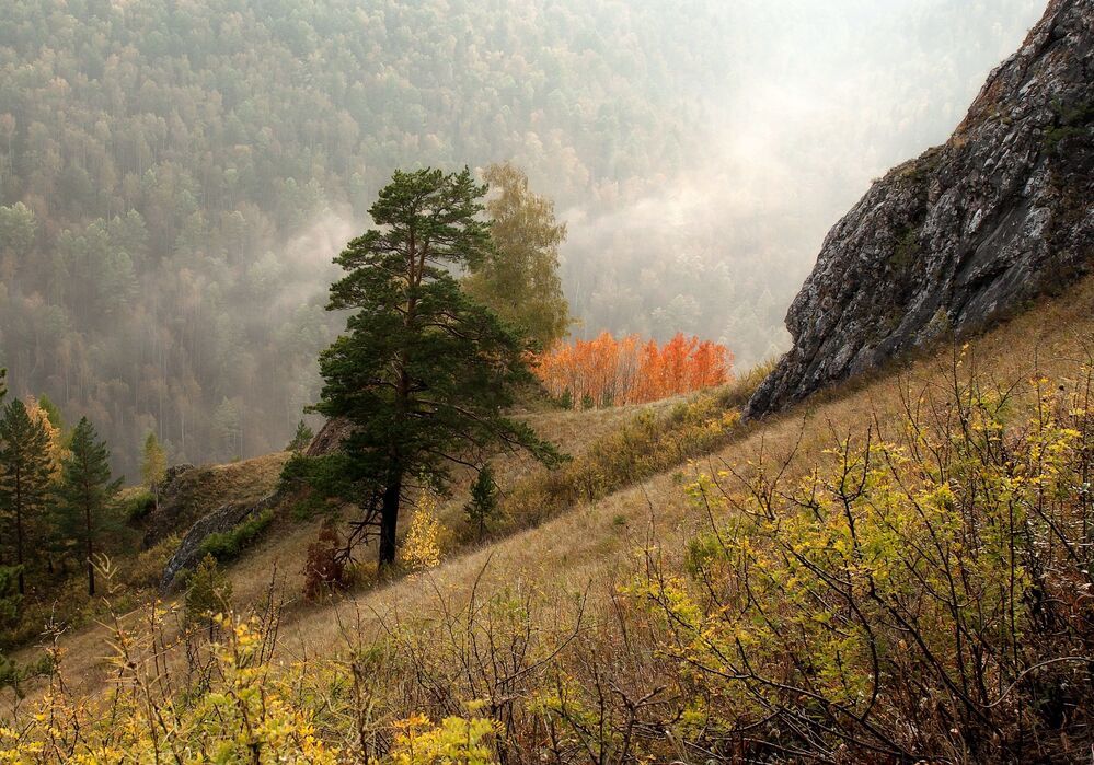Осинки.