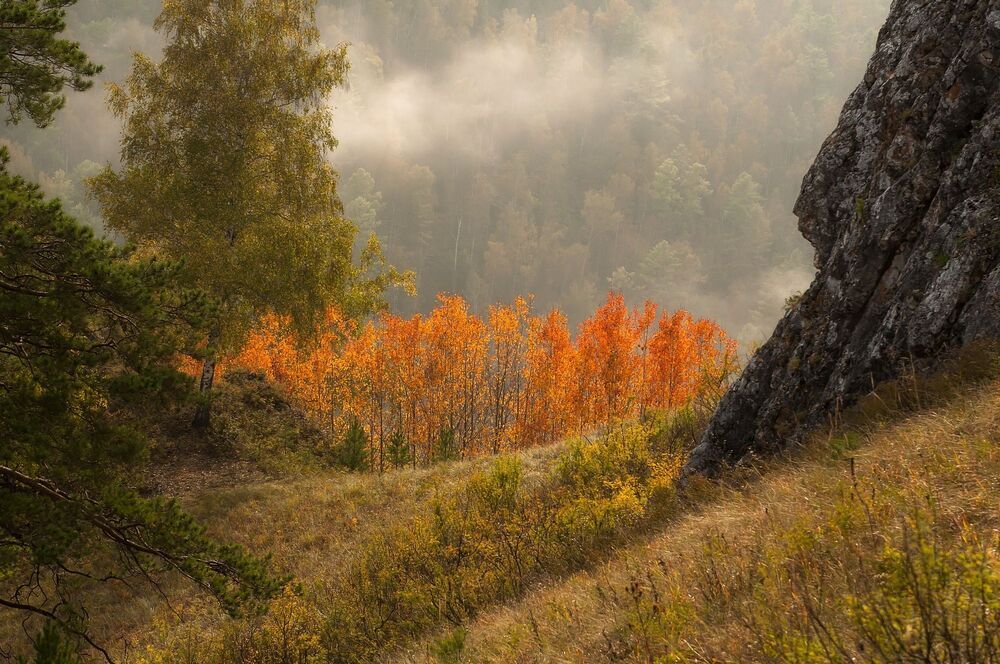Осинки.