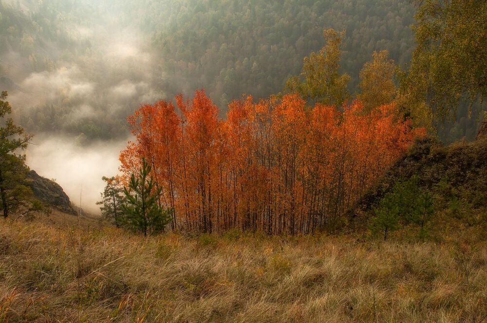 Осинки.