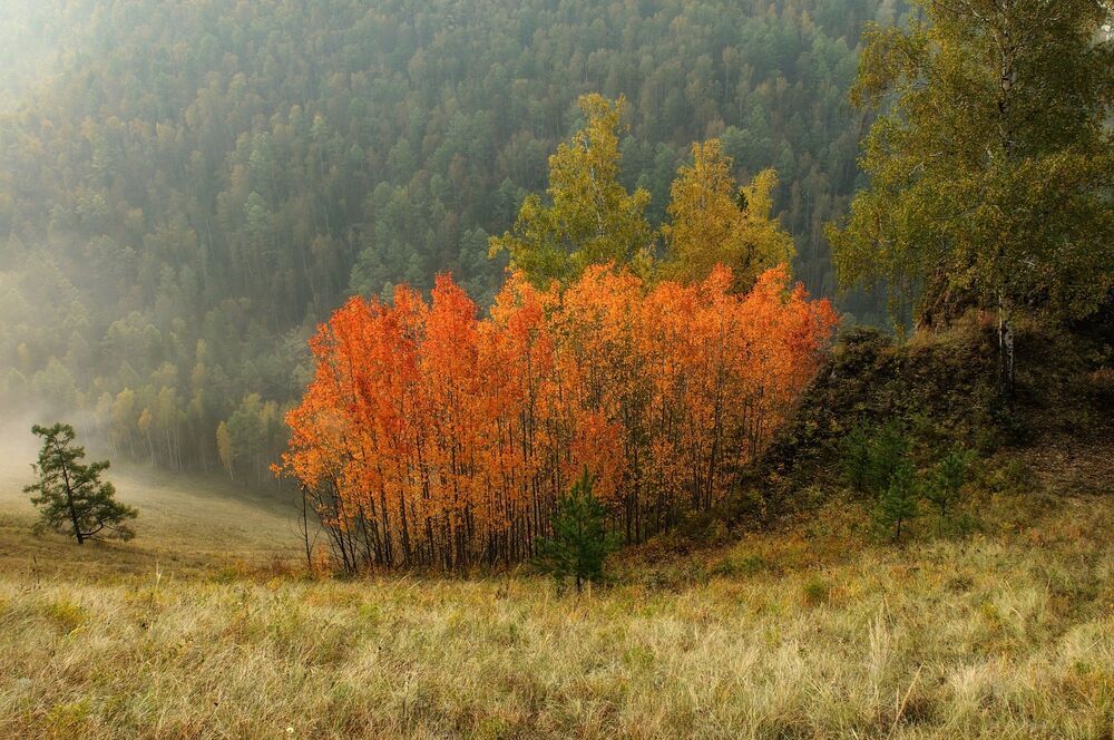 Осинки.