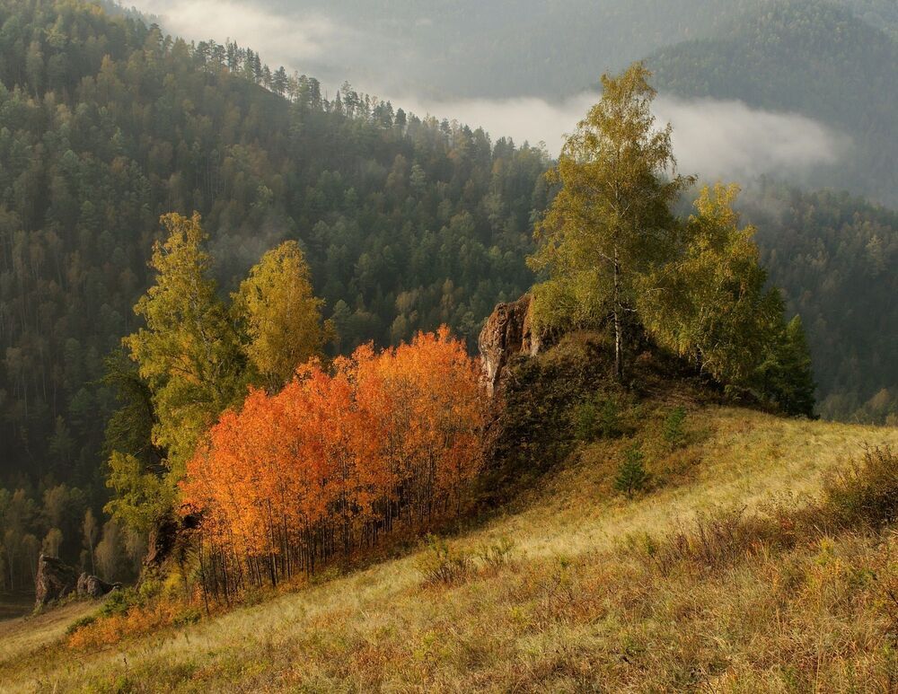 Осинки.
