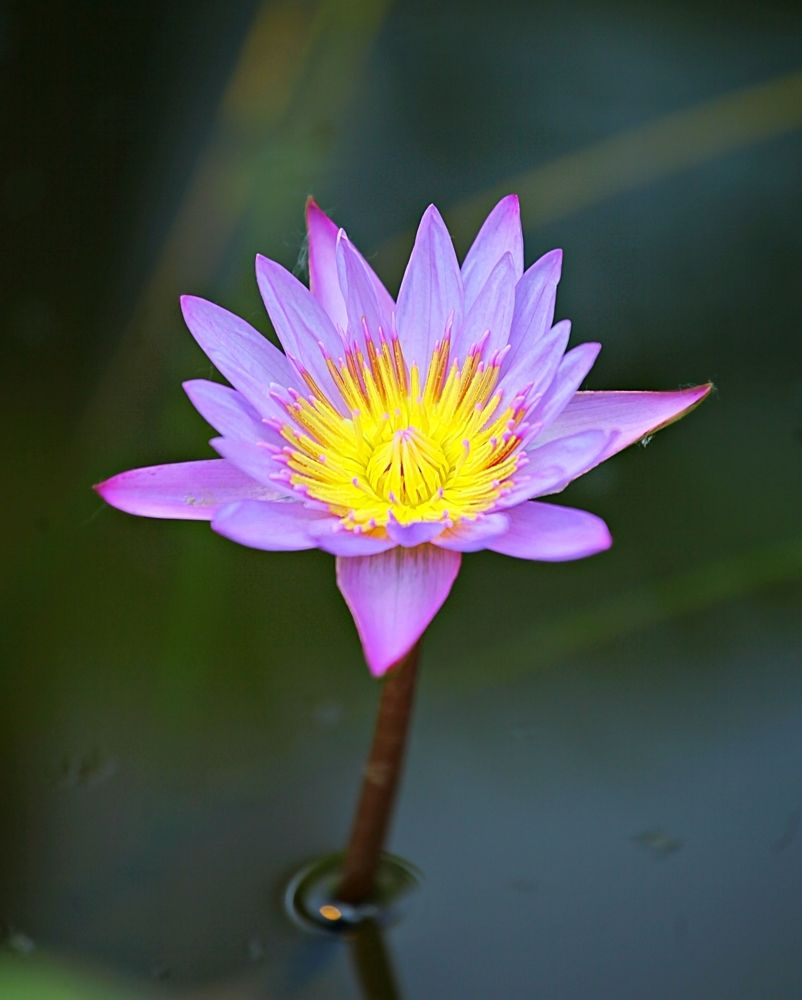 Nymphaea