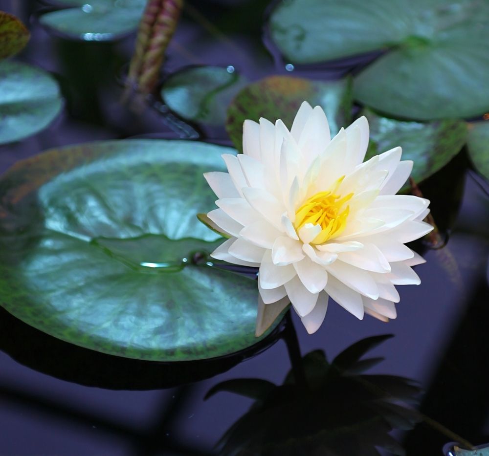 Nymphaea