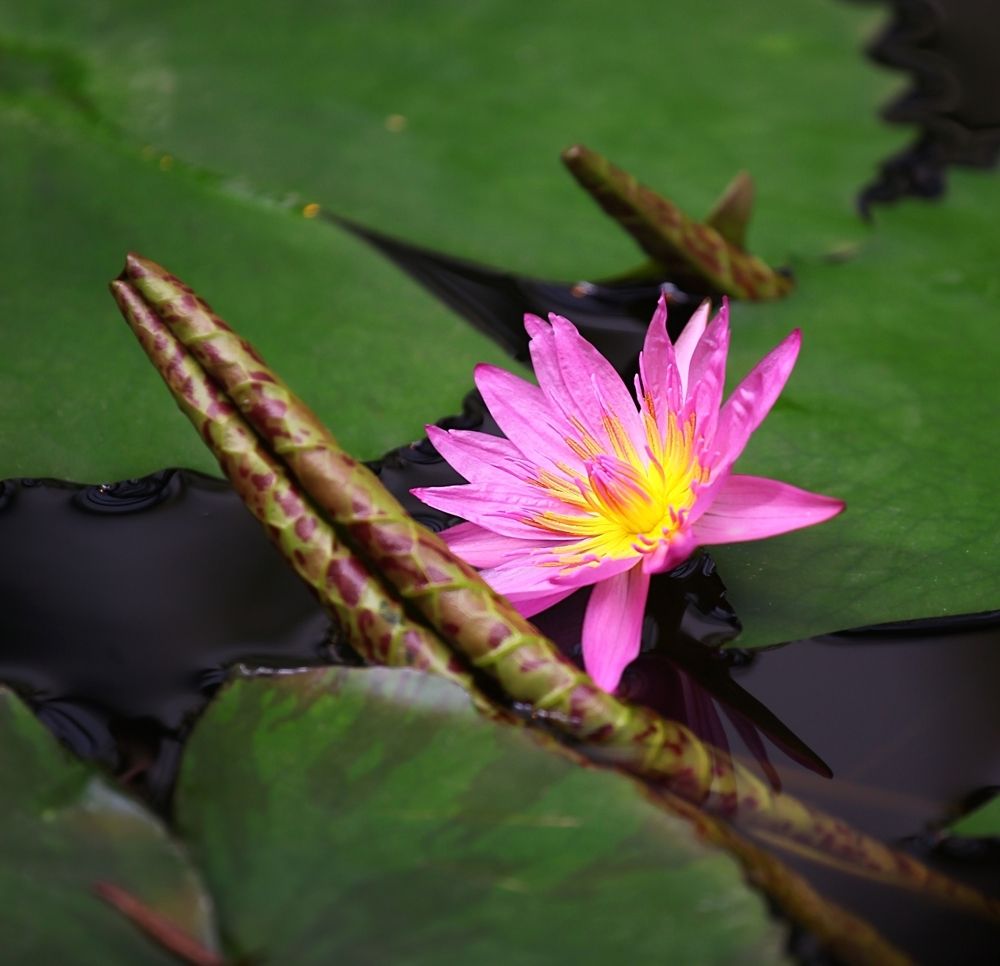 Nymphaea