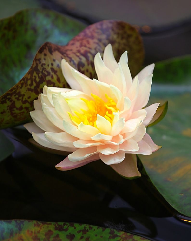 Nymphaea