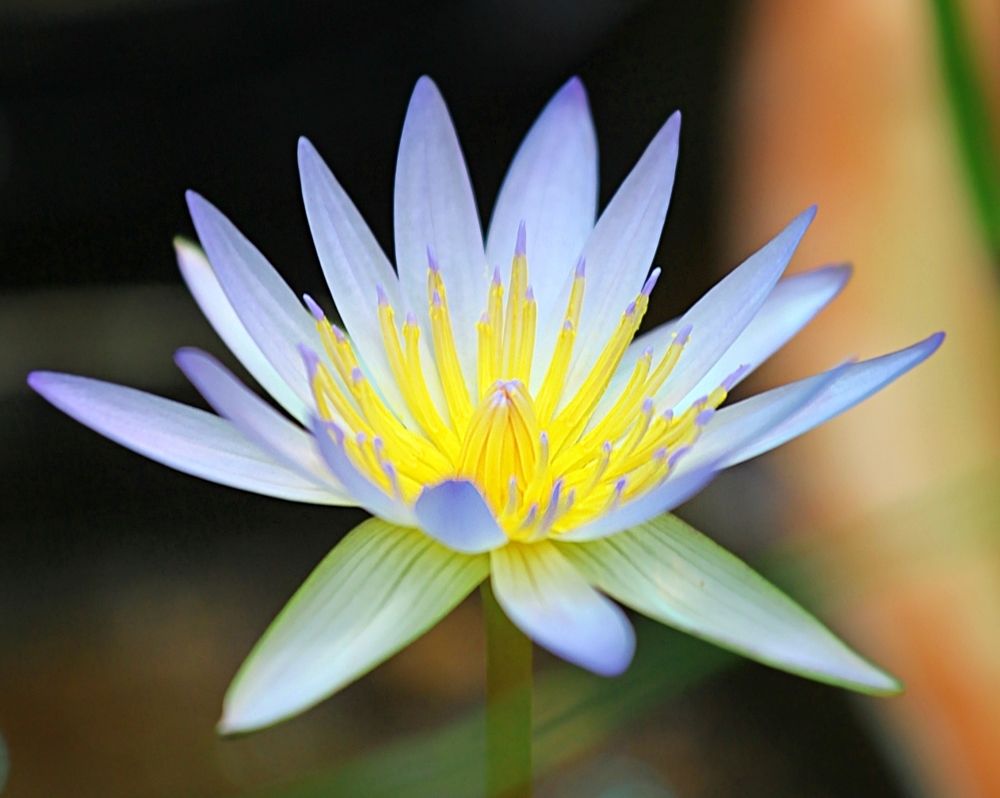 Nymphaea
