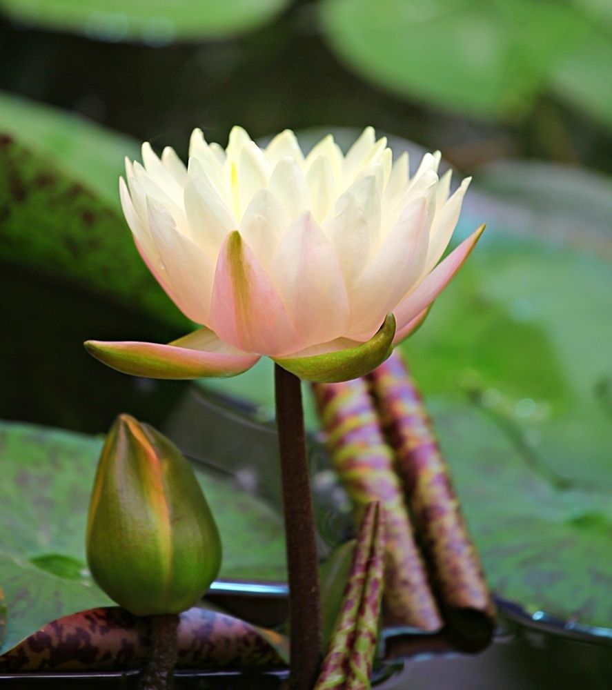 Nymphaea