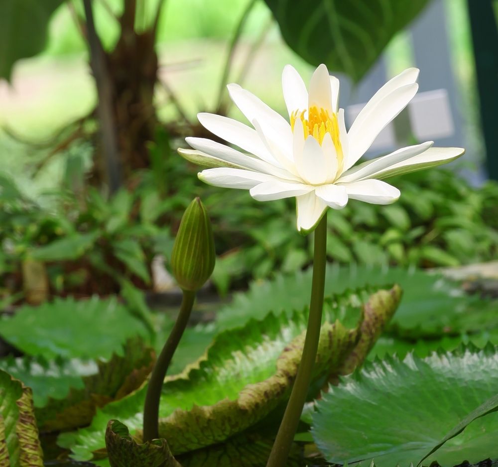 Nymphaea