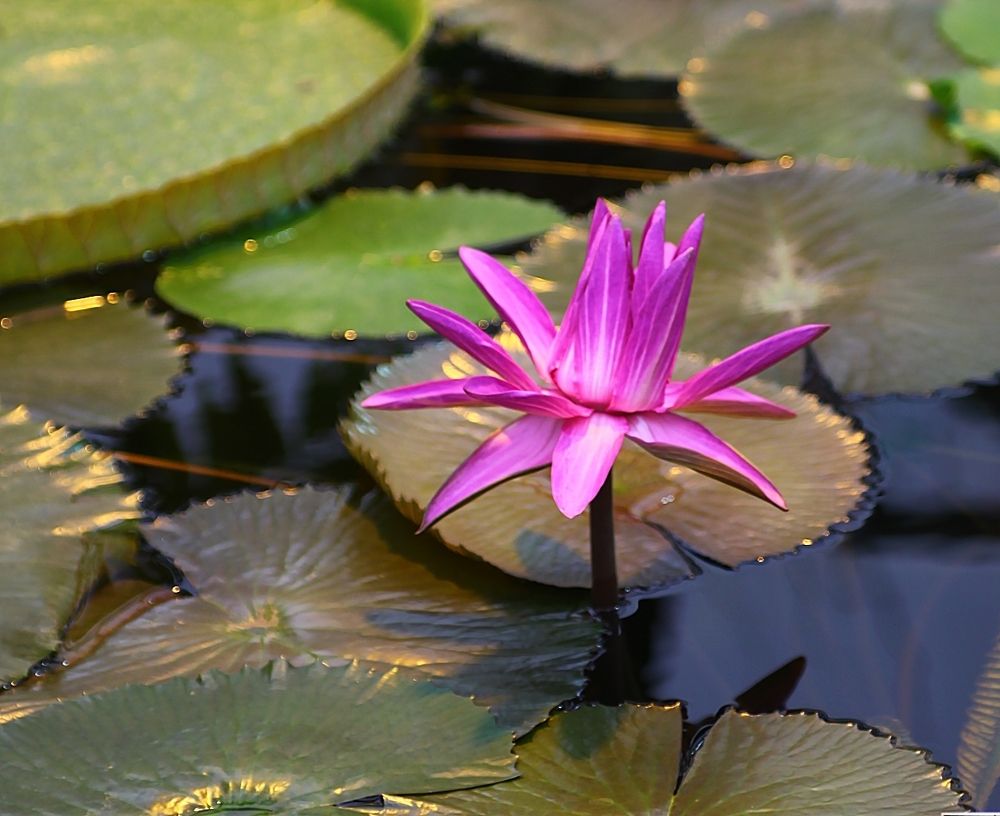 Nymphaea