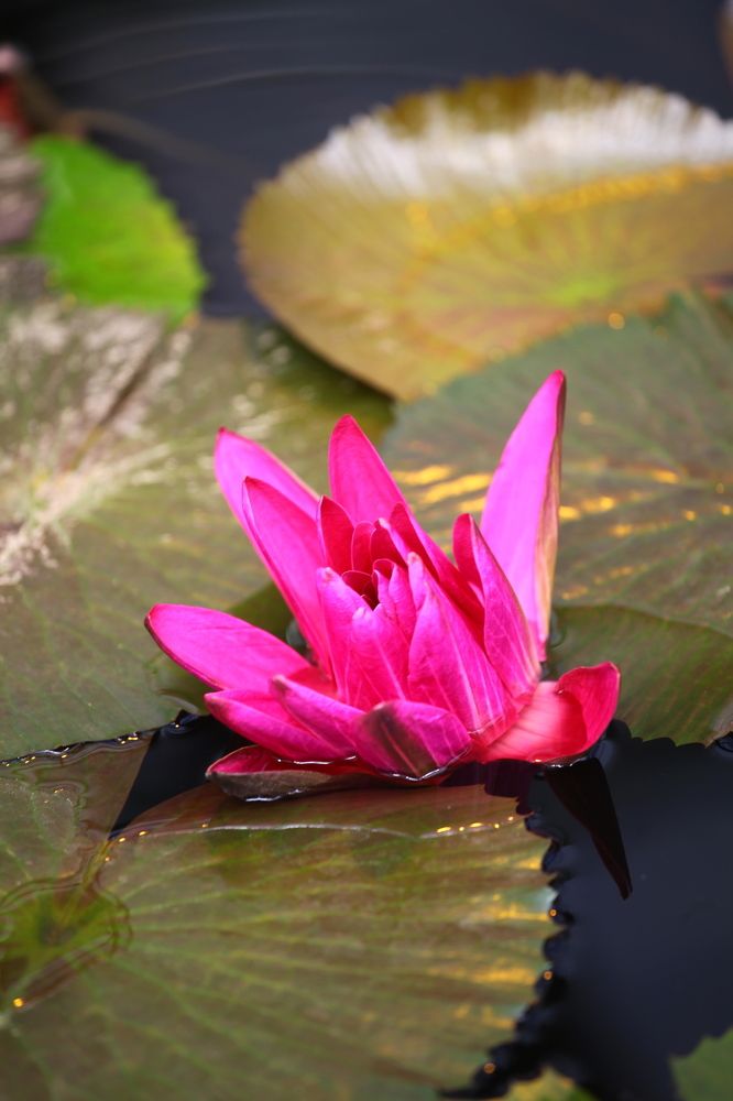 Nymphaea