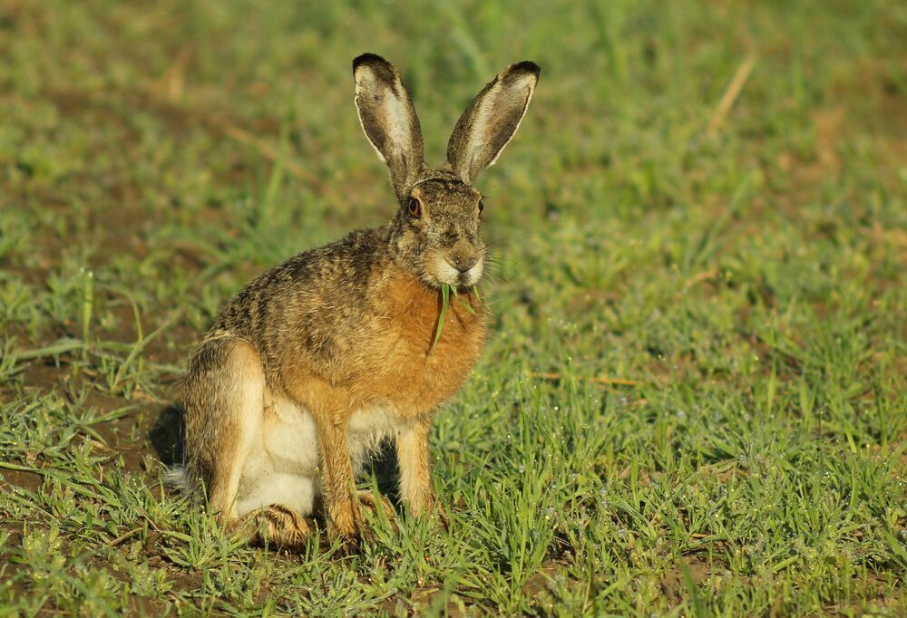 Заяц-русак.(Lepus europaeus)