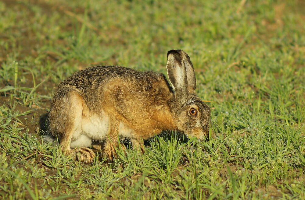 Заяц-русак.(Lepus europaeus)