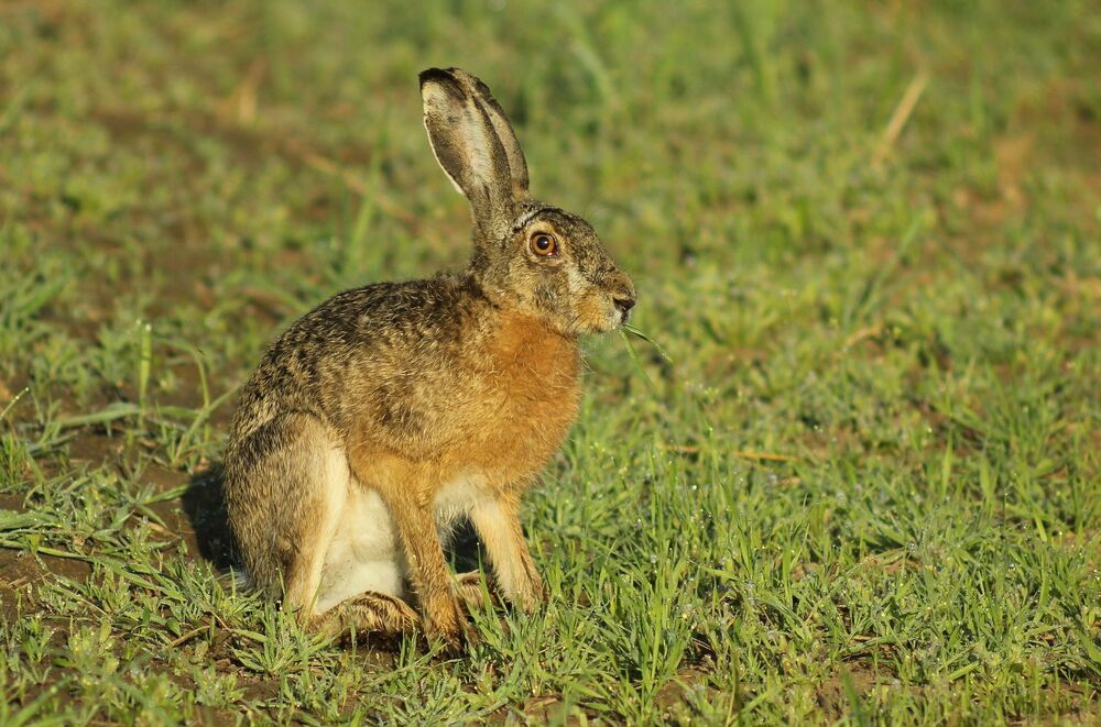 Заяц-русак.(Lepus europaeus)