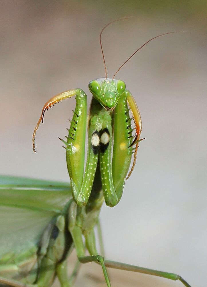 Обыкновенный богомол.(лат. Mantis religiosa)