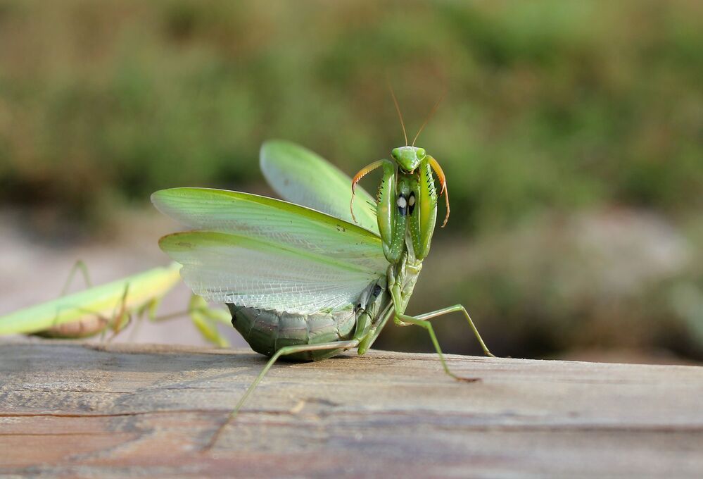 Обыкновенный богомол.(лат. Mantis religiosa)