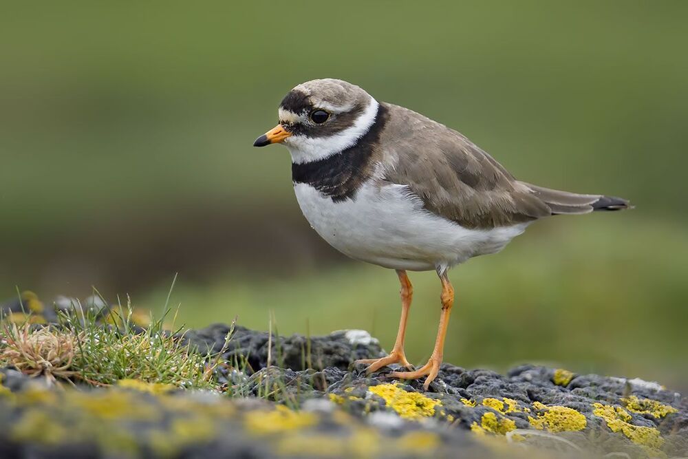 Галстучник (Charadrius hiaticula)