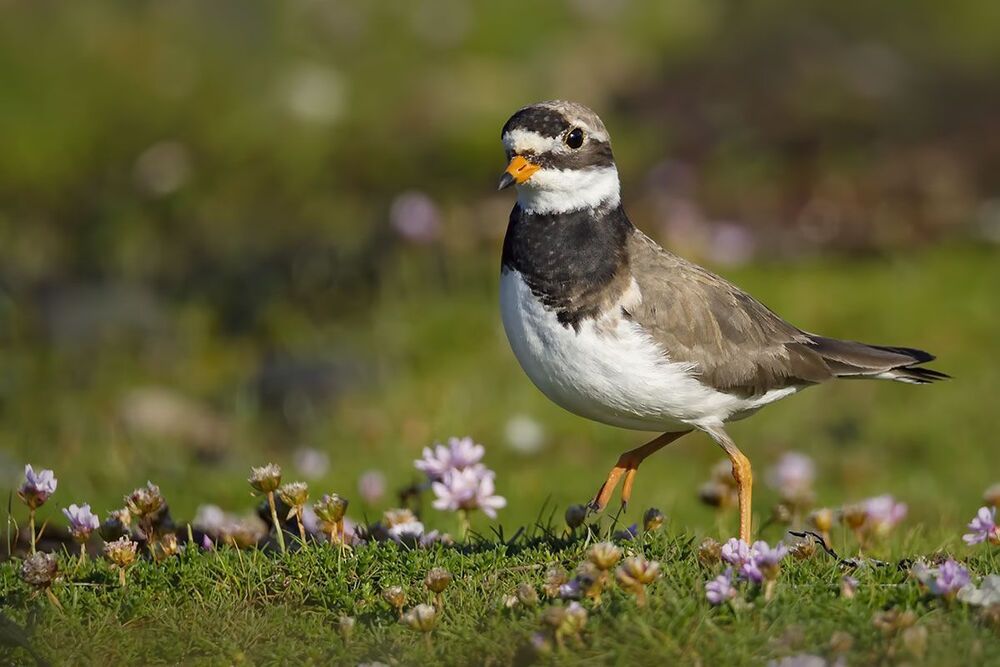 Галстучник (Charadrius hiaticula)