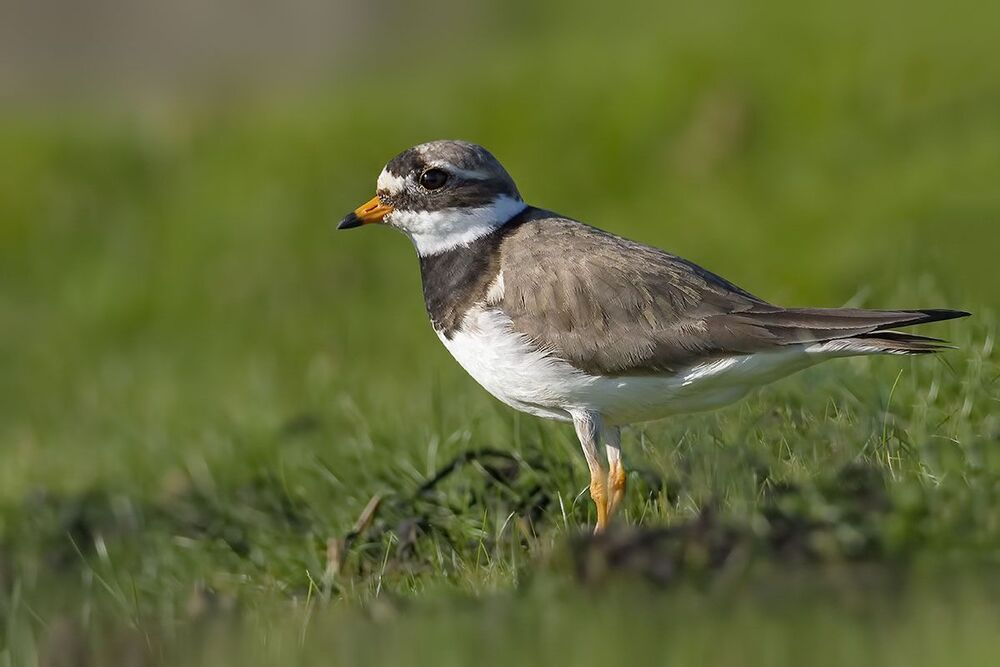 Галстучник (Charadrius hiaticula)