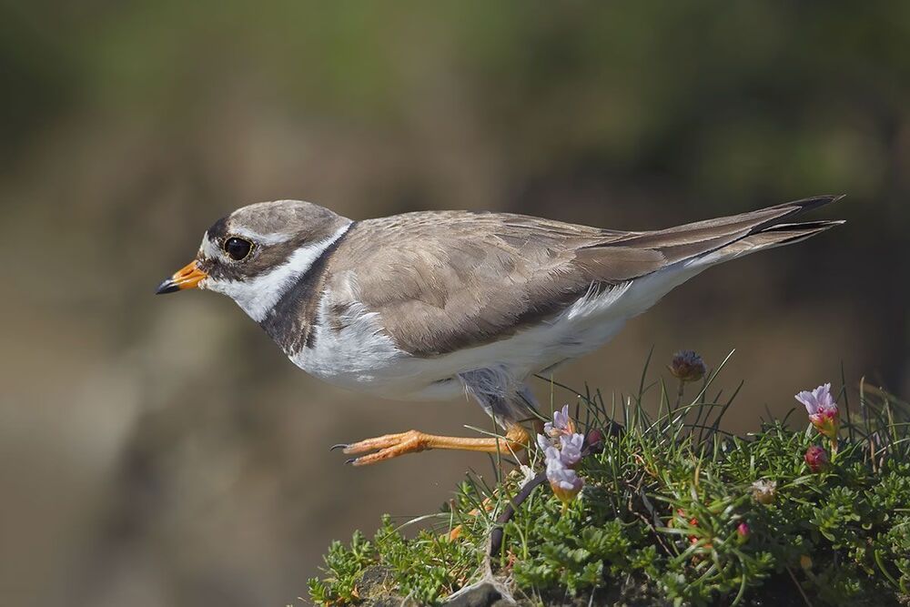 Галстучник (Charadrius hiaticula)