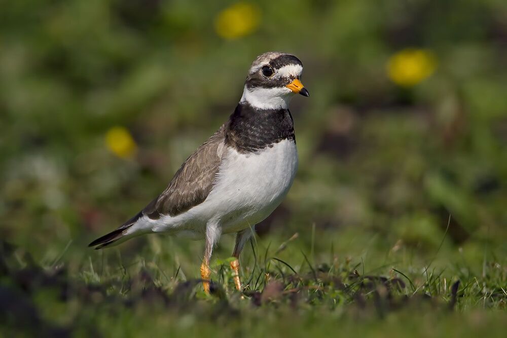 Галстучник (Charadrius hiaticula)