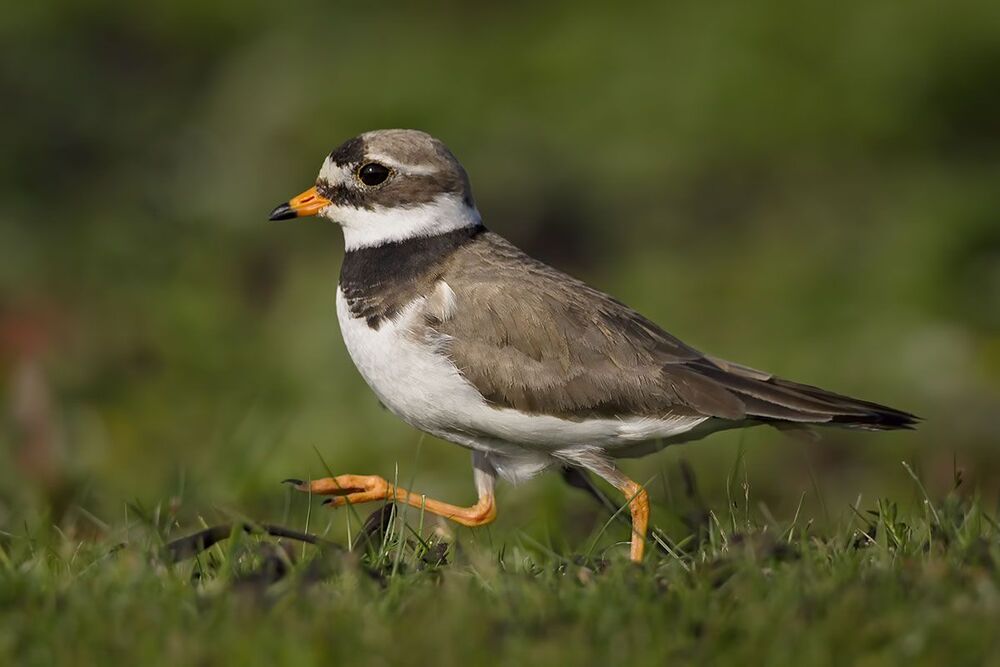 Галстучник (Charadrius hiaticula)