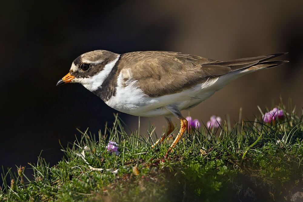 Галстучник (Charadrius hiaticula)
