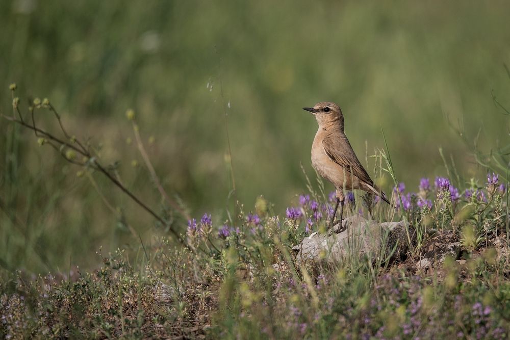 Каменки-плясуны (Oenanthe isabellina)