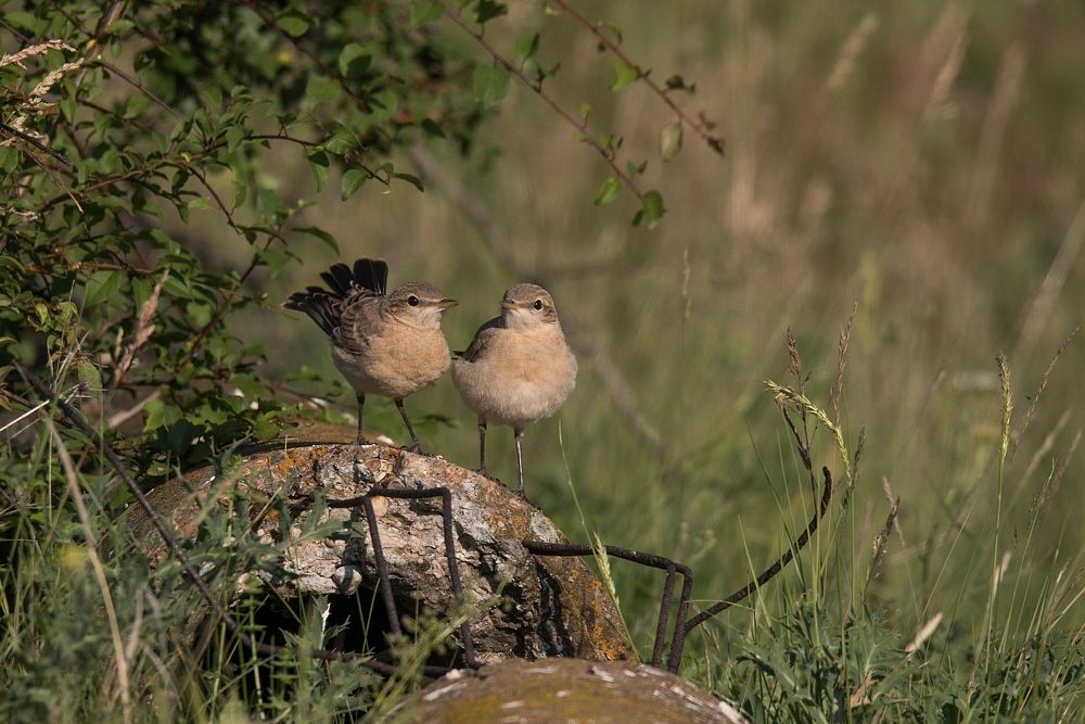 Каменки-плясуны (Oenanthe isabellina)