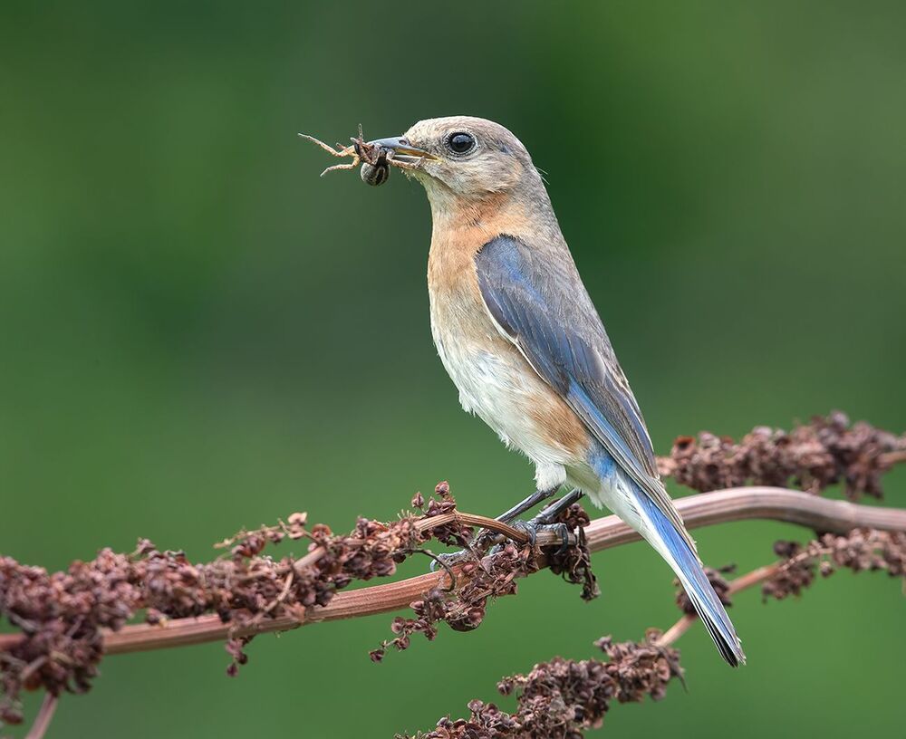 Feeding Time! Восточная сиалия - Eastern Bluebird female