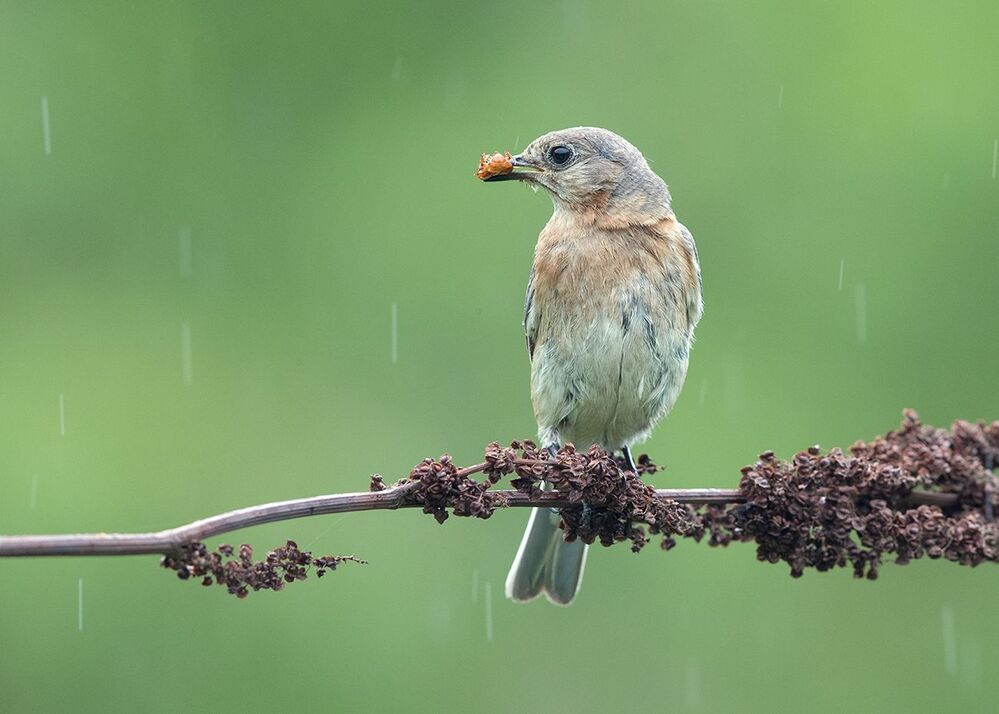 Feeding Time! Восточная сиалия - Eastern Bluebird female