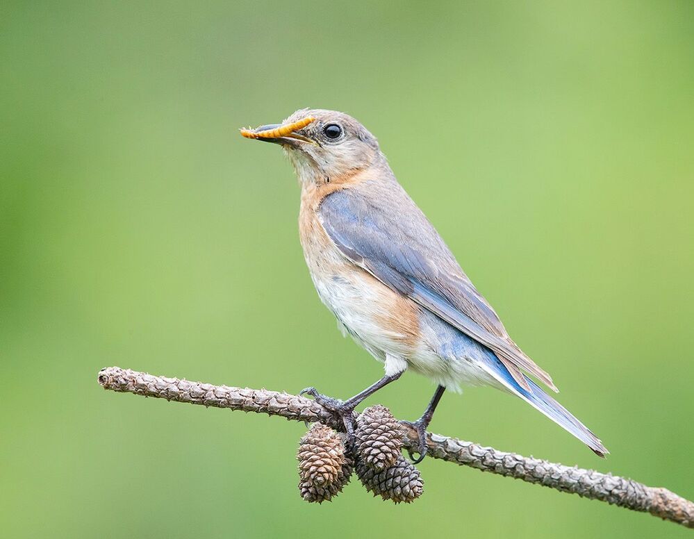 Feeding Time! Восточная сиалия - Eastern Bluebird female