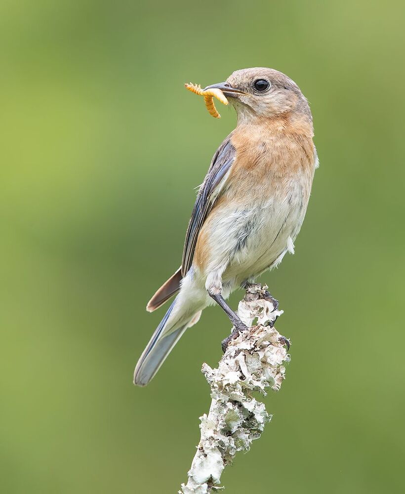 Feeding Time! Восточная сиалия - Eastern Bluebird female