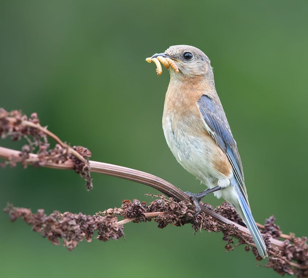 Feeding Time! Восточная сиалия - Eastern Bluebird female