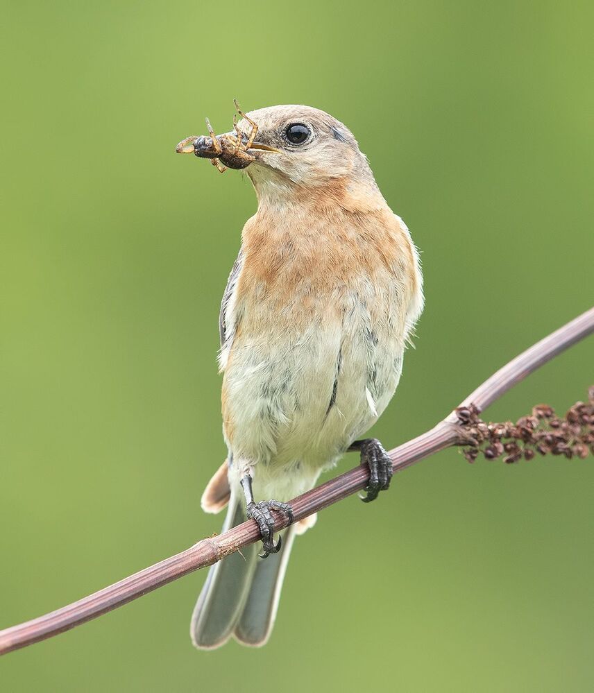 Feeding Time! Восточная сиалия - Eastern Bluebird female