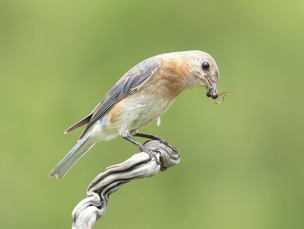 Feeding Time! Восточная сиалия - Eastern Bluebird female