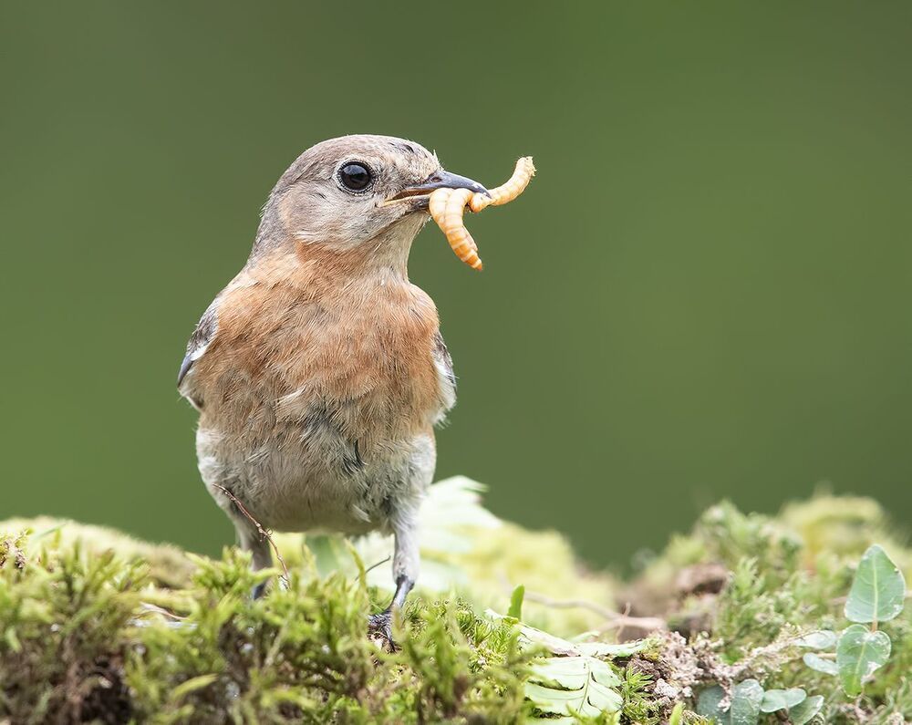 Feeding Time! Восточная сиалия - Eastern Bluebird female