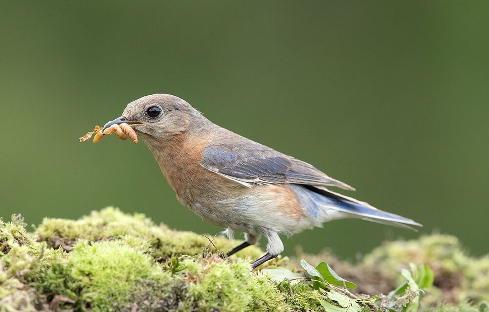 Feeding Time! Восточная сиалия - Eastern Bluebird female