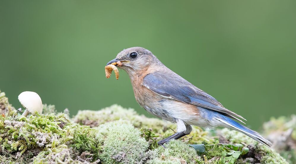 Feeding Time! Восточная сиалия - Eastern Bluebird female