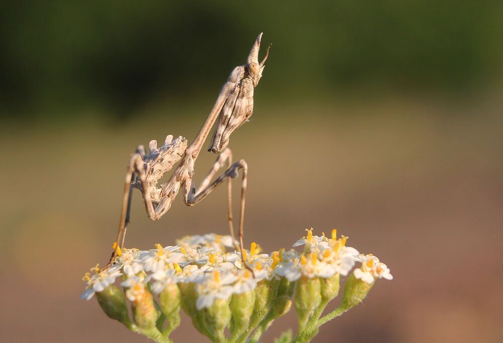 Эмпуза полосатая (лат. Empusa fasciata)