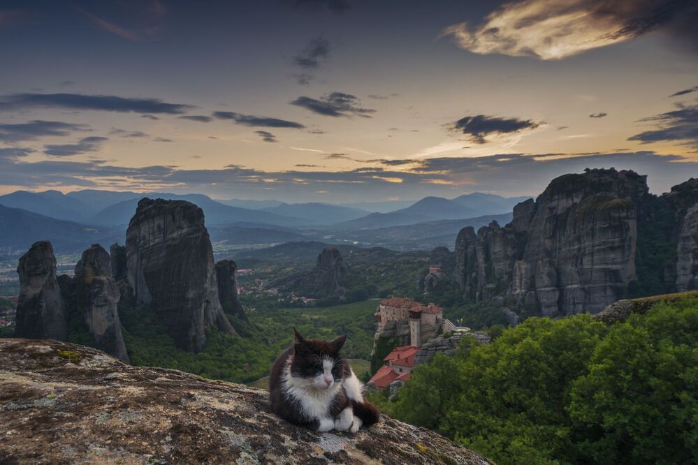 The Tiger of Meteora...