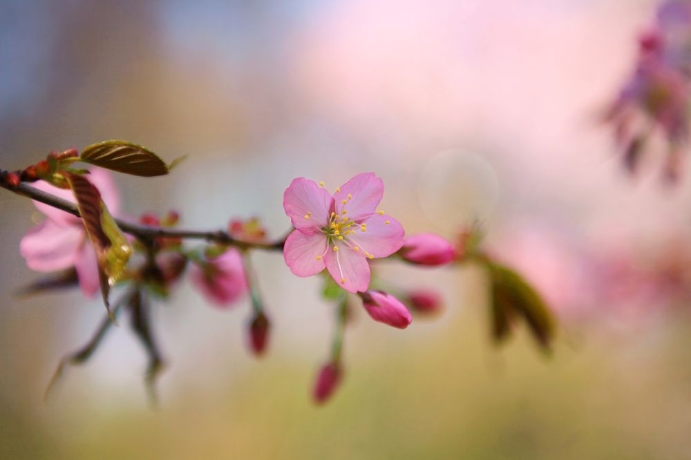 Sakura