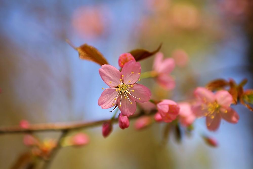 Sakura