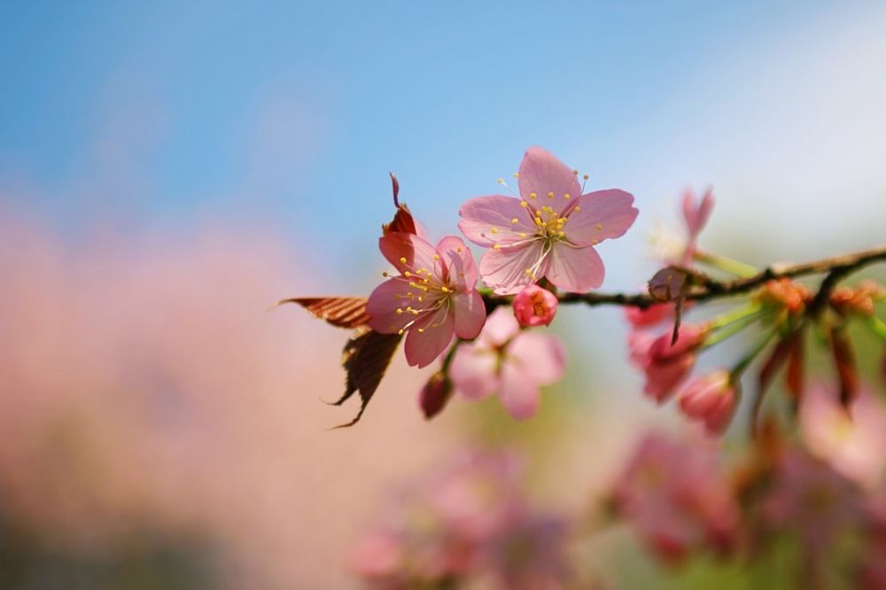 Sakura